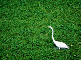 Heron