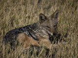 Buy Black-Backed Jackal at AllPosters.com