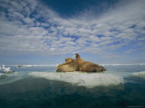 Two Walruses Rest on an Ice Floe
