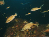Buy Fish, Red Algae and Salps, Bowie Seamount, Pacific Ocean, off British Columbia at AllPosters.com