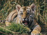 A Young Tiger Lays in the Grass with an Open Mouth
