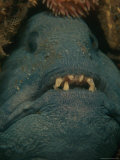 Buy Wolf Eel (Anarrhichthys Ocellatus) at AllPosters.com