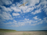 An Endangered Least Tern Soars over the Shores of its Shrinking Habitat