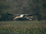 A Painted Stork Takes Flight