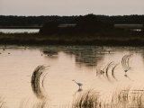 Two Common Egrets Wade in the Shallows