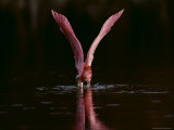 Roseate Spoonbill Foraging in Marsh Water