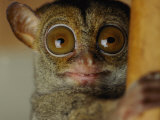 Buy Tarsier at AllPosters.com
