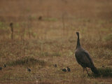 A Wild Turkey Hen Feeds While Protecting Her Chicks in Low Grass