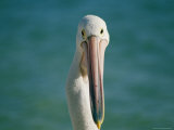 A Portrait of a Pelican at Monkey Mia on Shark Bay