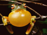 Red-Eyed Tree Frog, Calling