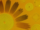 Microscopic Arrangement of Glass-Shelled Diatoms and Butterfly Scales