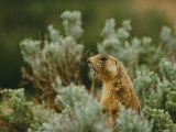 Utah Prairie Dog Vocalizing at Bryce Canyon National Park