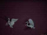 Two Great White Egrets (Casmerodius Albus) Flapping Their Wings