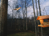 An Eastern Gray Squirrel Jumps from a Tree Towards a Hanging Feeder