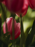 Close View of Tulip Bulbs