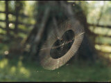 Buy A Spider Weaves its Web Near a Farm Fence and Post Pile at AllPosters.com