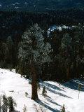 Giant Sequoia Tree in a Clear-Cut Area