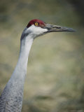 A Profile Shot of a Sandhill Crane