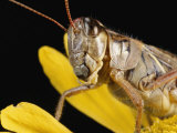 Close View of a Grasshopper Perched on a Flower