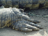Close View of the Foot of a Crocodile