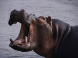 A Hippopotamus Along a River in Rwindi