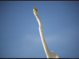 A Close View of the Neck and Head of a Common Egret
