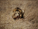 Buy A Male African Lion Rests on a Grassy Plain in Serengeti National Park at AllPosters.com