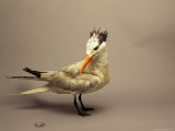 A Royal Tern Undergoing Rehabilitation