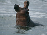 A Hippopotamus (Hippopotamus Amphibius) in the Surf, Mouth Open to the Sky