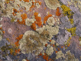 Buy Colorful Lichen Covers a Rock Surface at AllPosters.com