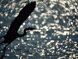 A Silhouette of a Heron Near the Water