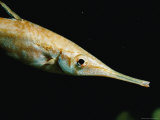 Buy At 450 Feet in Suruga Bay, a Five-Inch-Long Snipefish at AllPosters.com