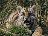A Captive Tiger Gives a Little Roar