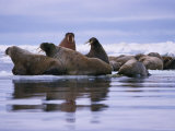 A Group of Atlantic Walruses (Odobenus Rosmarus) Rest on a Pack of Ice