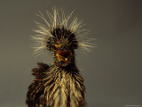 A Juvenile Black-Crowned Night Heron