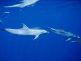 A School of Spotted Dolphins Swim Near the Oceans Surface