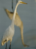 A White Egrets Reflection is Seen in the Mugu Lagoon