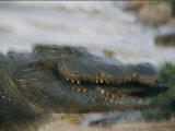 Crocodile in Motion