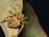 Orb-Weaver Spider on a Leaf with Web Strands Showing