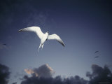 A Sooty Tern Soars in the Sky