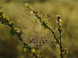 A Dewy Spider Web on a Dwarf Birch Tree