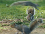 An Eastern Gray Squirrel Grooms a Paw
