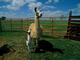 Buy These Llamas are Being Raised on a Farm in Hydro at AllPosters.com