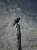 A Turkey Buzzard Perches on a Cactus
