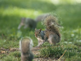 Two Eastern Gray Squirrels Confront One Another