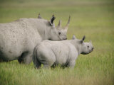Black Rhinoceroses in the Grasslands of Ngorongoro Crater
