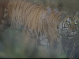 An Indian Tiger Uses the Tall Grass to Conceal Himself