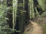 Buy Woodland Path Through a Redwood Forest at AllPosters.com