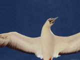 A Blue-Faced Booby (Sula Dactylatra, Also Called a Masked Booby) in Flight