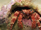 A White Speckled Hermit Crab (Paguristes Punticeps)